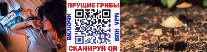 Галлюциногенные грибы Cubensis Тверь